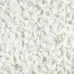 Hire White Hydrangeas Flowerwall, in Cabramatta, NSW